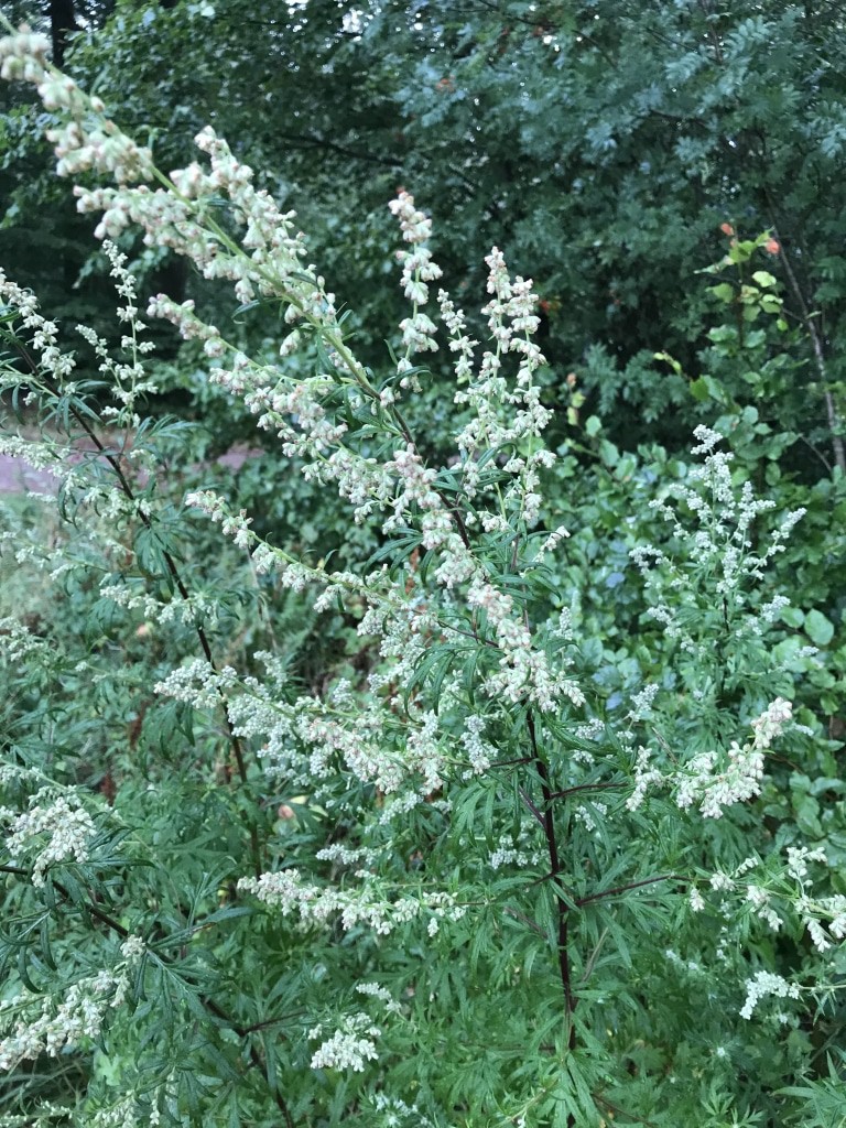 Beifuß (Artemisa vulgaris)