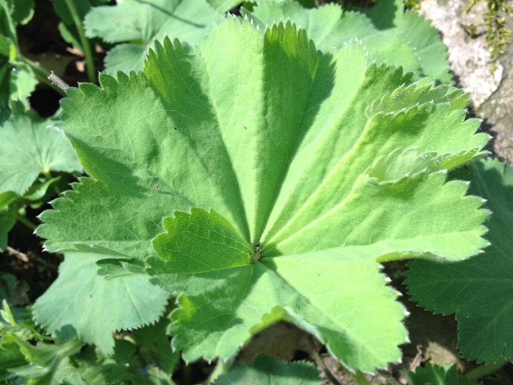 Runde Blätter, leicht gelappt mit gezähnten Rändern und gefaltet wie in Umhang: Frauenmantel (Alchemilla vulgaris)