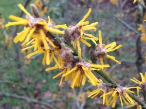 Gelbe Blüten schmücken die Zaubernuss (Hamamelis) schon im Winter