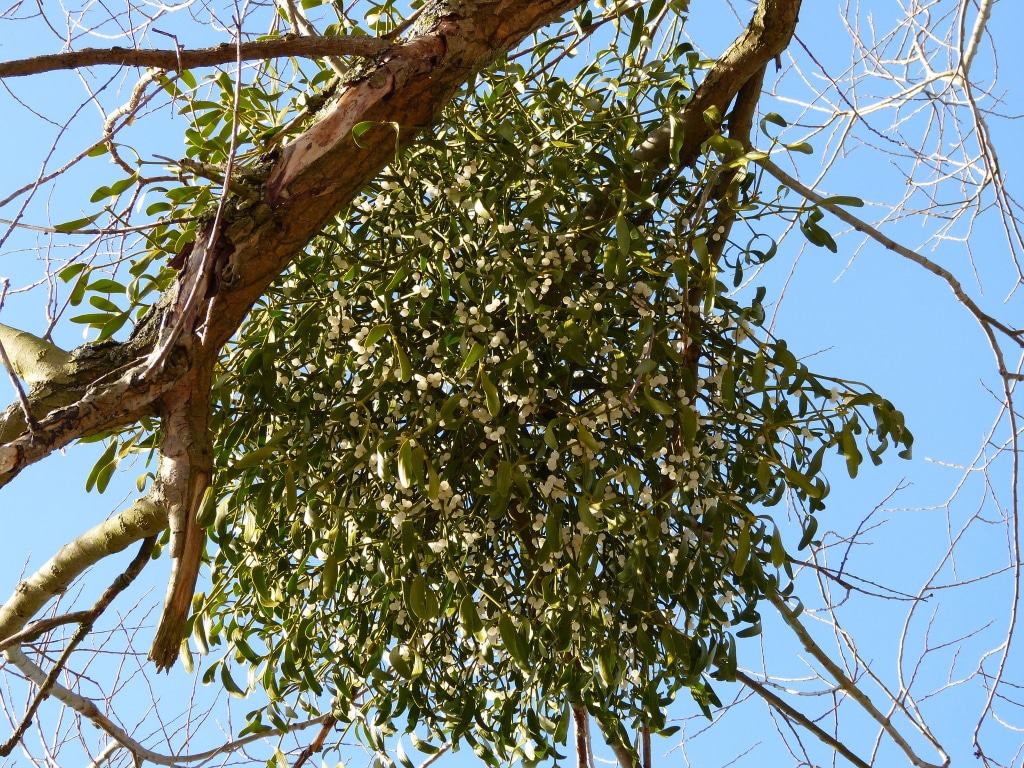Misteln wachsen als Halbschmarotzer in Bäumen. Foto: Pixabay.com