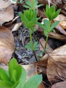 Waldmeisterpflanze (Galium odoratum) - seitliche Ansicht